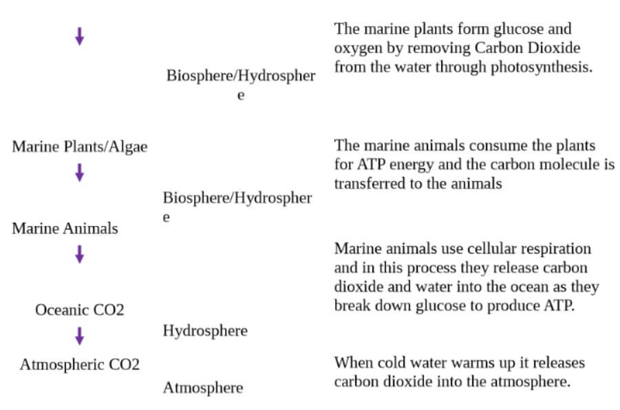 Carbon Cycle Gizmo Answer Key 2023 FREE Access 